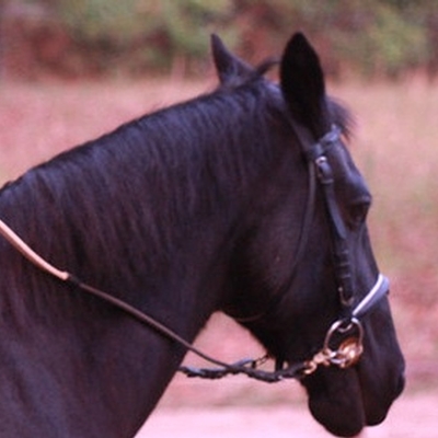 Pedia Rehab / Top Form Horses
